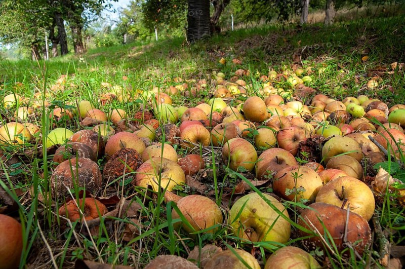 Cultivated apple, Malus domestica, rosaceae, rose family, apple, flora, meadow orchard, plants, orchards, apples