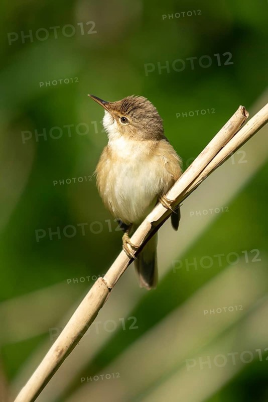 Acrocephalus scirpaceus, reed warbler, birds, high size, portrait format, passeri, songbirds, songbirds, birds, warblers