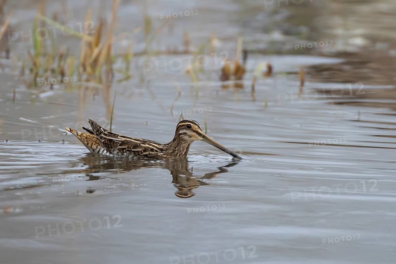 Common snipe (Gallinago gallinago) adult wading bird swimming across a lake, Suffolk, England, United Kingdom