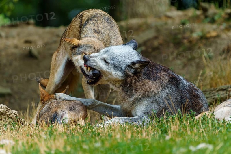 Timberwolf, wolf, American wolf (Canis lupus lycaon), Germany, pack behaviour among wolves, showing a clear hierarchy and interaction