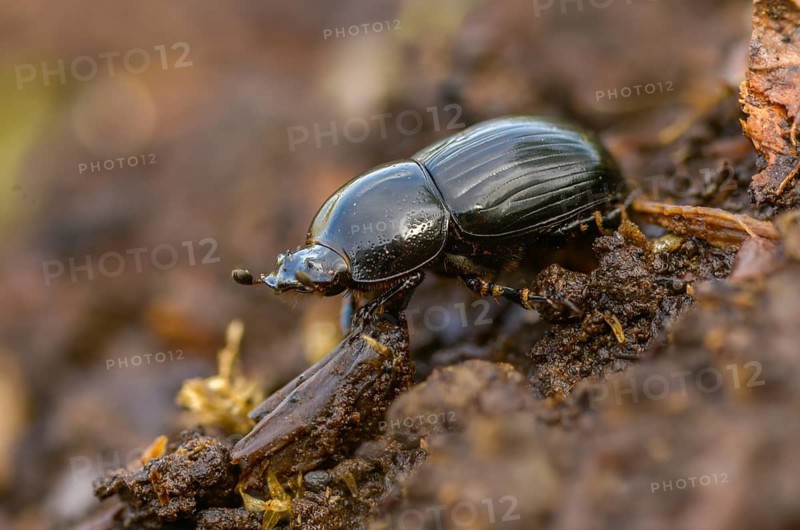 Aphodius granarius, dung beetle, field dung beetle, black field dung beetle, beetle, coleoptera, dung, insects, droppings, beetles, manure