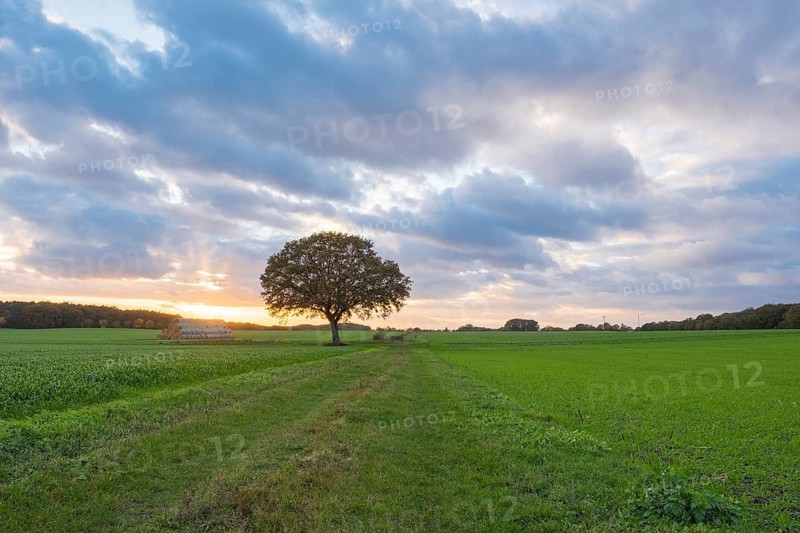 Husum, Nienburg, Lower Saxony, Germany