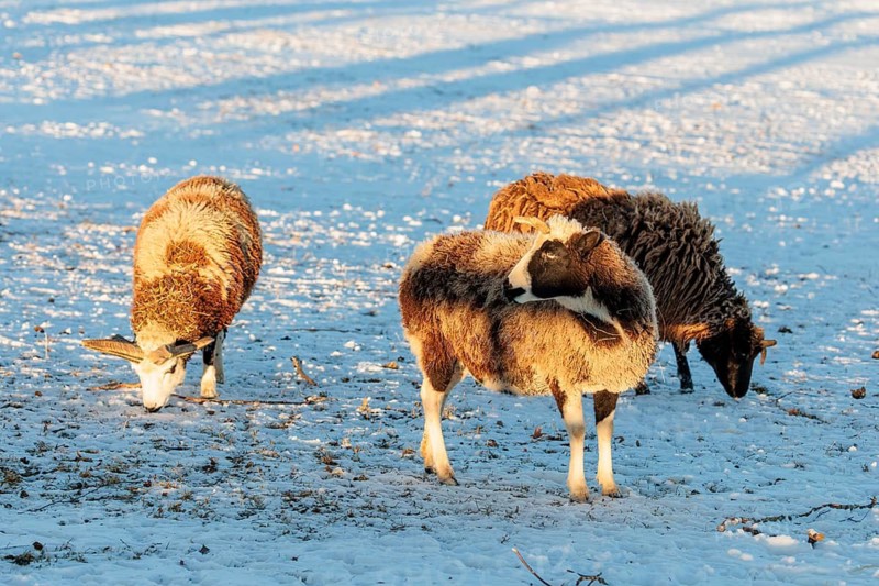 Three female Jacob sheep (Ovis ammon F. aries) are grazing on a snow-covered meadow at sunrise. Austria