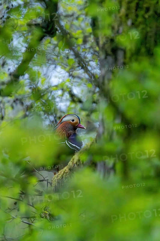 A mandarin duck sits in a green forest, surrounded by fresh spring leaves on a tree, mandarin ducks with colourful plumage sit on a branch in a peaceful forest scene, mandarin duck (Aix galericulata), Hesse, Germany