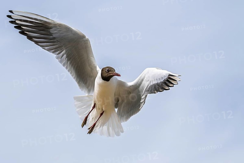 Black-headed Gull, Chroicocephalus ridibundus, bird in flight, England, United Kingdom