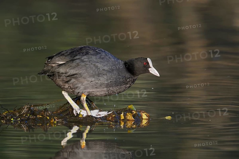 Eurasian Coot (Fulica atra), North Rhine-Westphalia, Germany