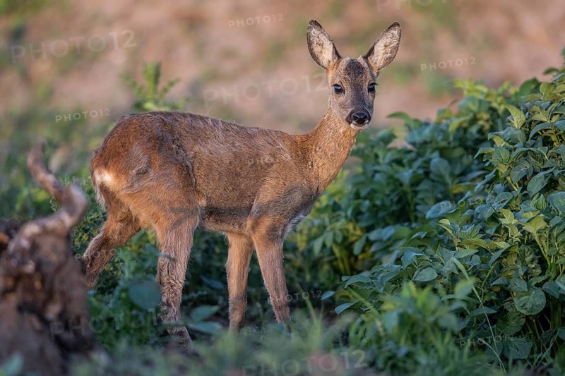 Roe deer (Capreolus capreolus), Emsland, Lower Saxony, Germany