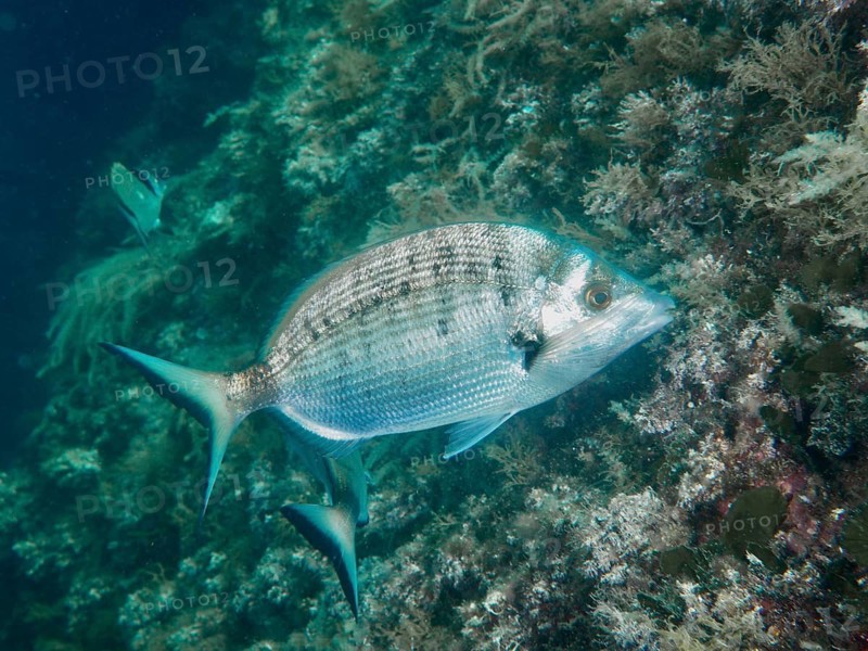 Silver seabream (Diplodus puntazzo), swimming along the seabed, dive site: Cap de Creus Marine Reserve, Rosas, Costa Brava, Spain, Mediterranean Sea