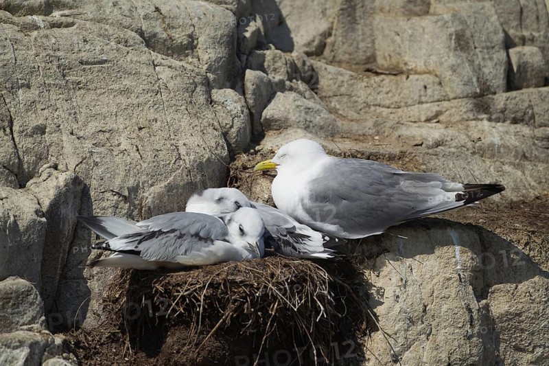 Black legged kittiwake (Rissa tridactyla) adult parent and two juvenile baby seabird birds sleeping on a nest on a cliff ledge in summer, England, United Kingdom