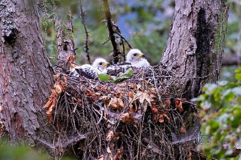 Honey Buzzard (Pernis apivorus), close-up, two chicks with white down feathers in their nest on a larch tree in the forest, Hesse, Germany