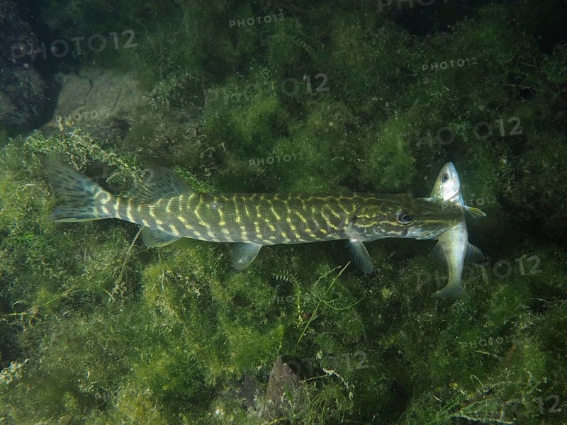 A pike (Esox lucius) hunts with prey in its mouth amidst green underwater plants, Zollbrücke dive site, Rheinau, Canton Zurich, Rhine, High Rhine, Switzerland, Jestetten, Germany