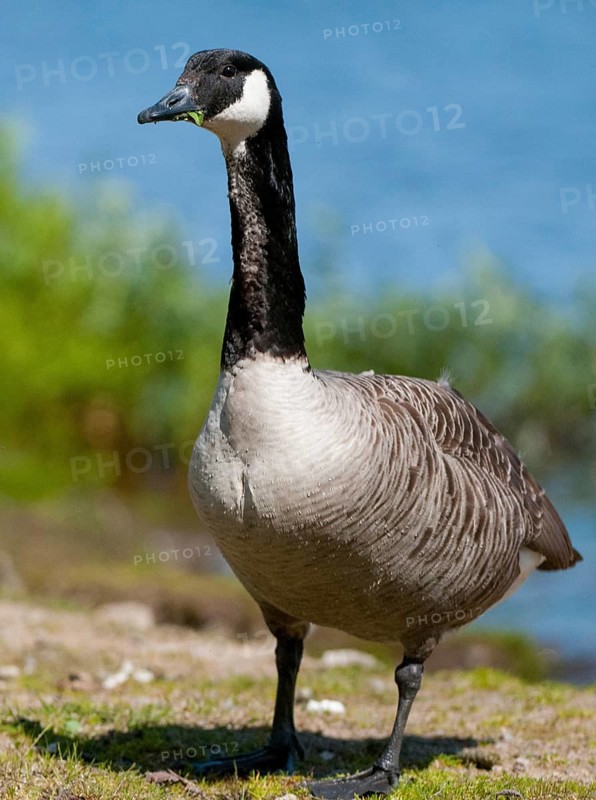 Branta canadensis, Canada goose, Canada goose, Sweden, Anatidae, birds, duckbirds, goose, geese, high size, portrait format, Sweden, birds, waterbirds, waterbirds