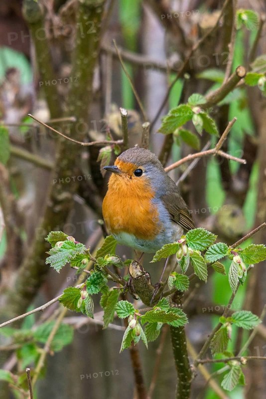 Erithacus rubecula, robin, robins, birds, high size, portrait format, passeri, songbirds, birds