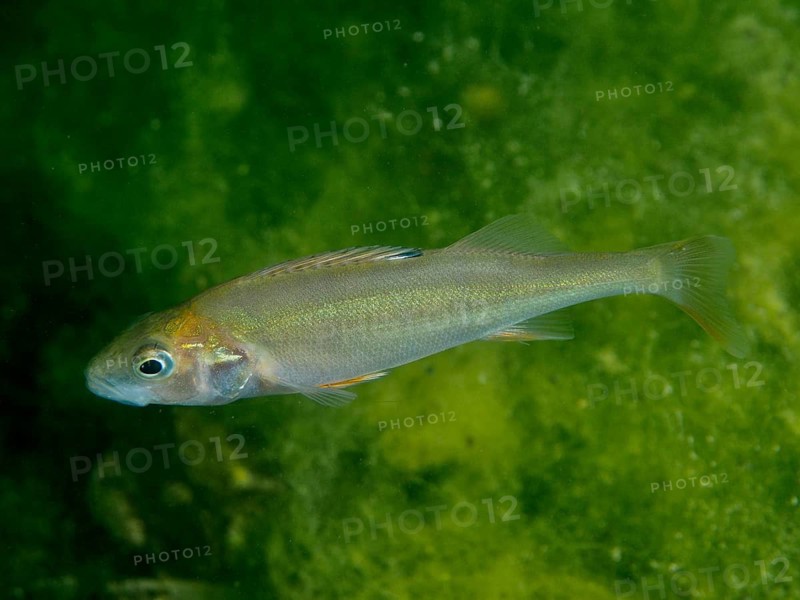 A solitary river perch (Perca fluviatilis), or ‘Egli', in green water, calm and still, at the Baumgärtli dive site, Lake Zug, Lake Immen, Canton of Schwyz, Switzerland