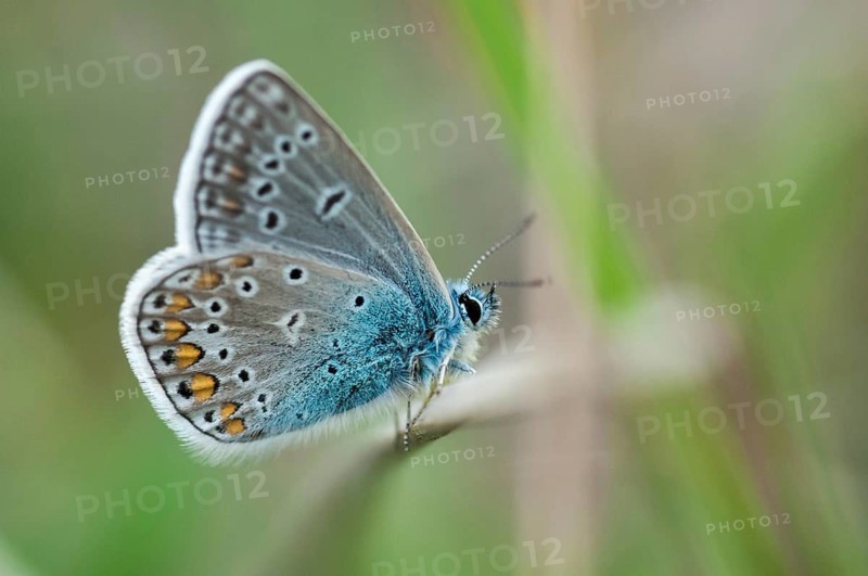 Brandenburg, common blue, common blue, Germany, hauhechelbläuling, nabu, national natural heritage, natural paradise Grünhaus, polyommatus icarus, post-mining landscape, blue, butterfly, green house, insects, butterfly, butterflies