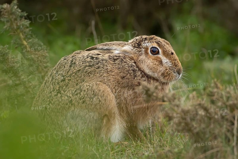 European brown hare (Lepus europaeus) adult animal resting in grassland, England, United Kingdom