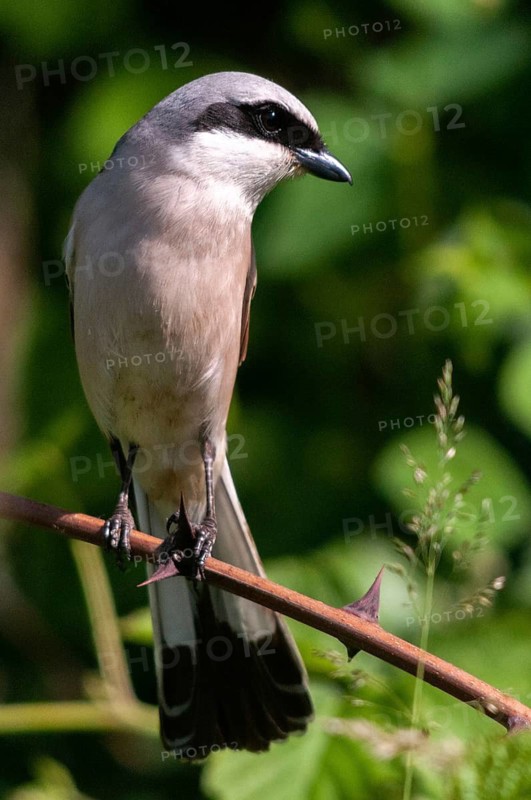 Brandenburg, Germany, Lanius Collurio, Nabu, Nabu project, national natural heritage, Grünhaus natural paradise, red-backed shrike, redback shrike, post-mining landscape, birds, green house, high size, portrait format, male, passeri, songbirds, songbirds, birds, shrikes