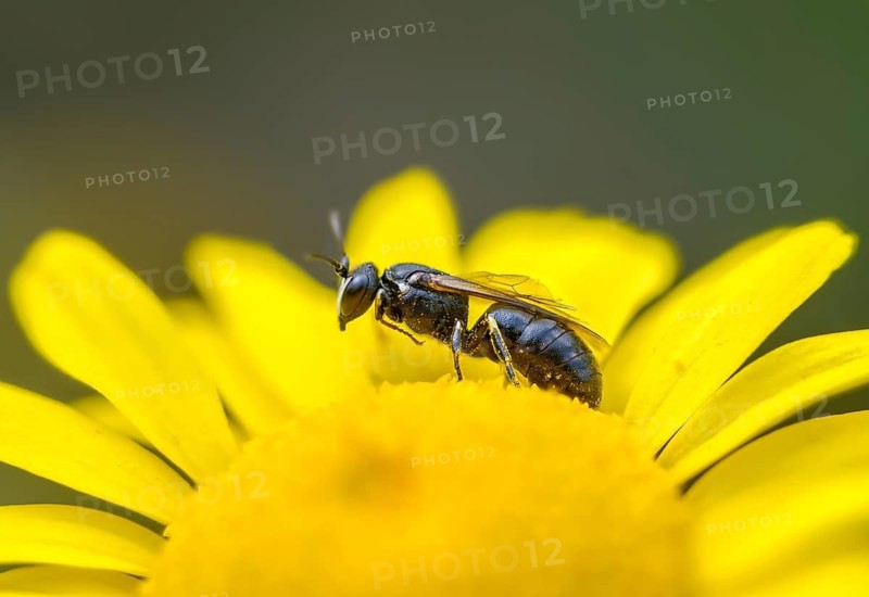 Anthophila, apiformes, bees, hylaeus, hylaeus nigritus, hymenoptera, mask bees, tansy mask bees, insects