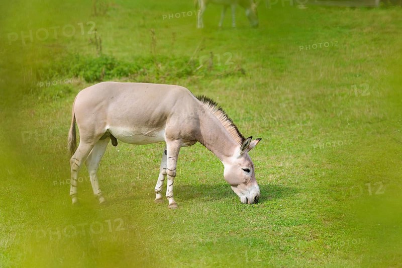 A male Somali wild ass, Equus africanus somaliensis, grazing on a green meadow. Somalia, Somaliland, Eritrea, Ethiopia