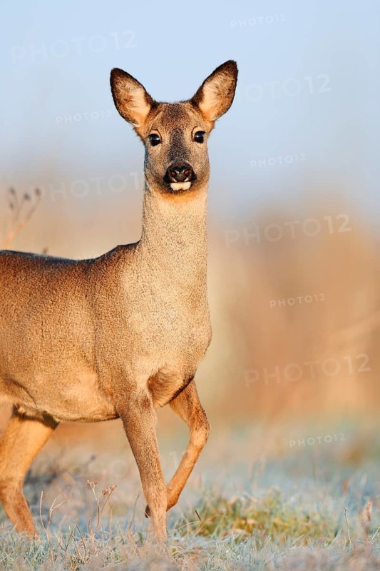 European roe deer (Capreolus capreolus), doe in winter, Lower Saxony, Germany
