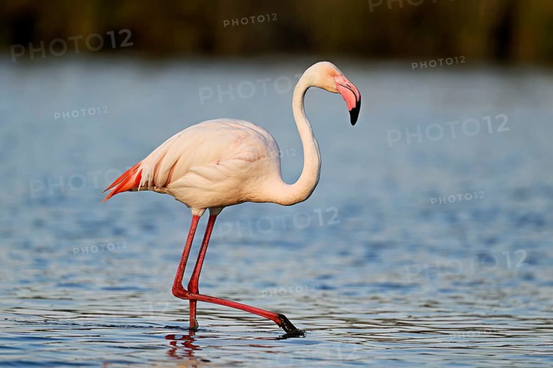 A greater flamingo (Phoenicopterus roseus), standing in the water, Camargue Regional Nature Park, southern France, France