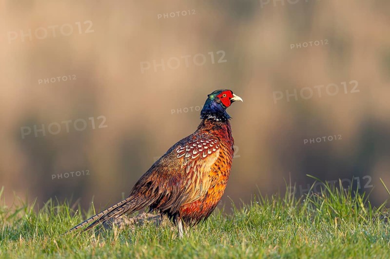 Male pheasant (Phasianus colchicus) in spring during the mating season, courtship, mating season, breeding season, colourful, vibrant, spring, April, Germany