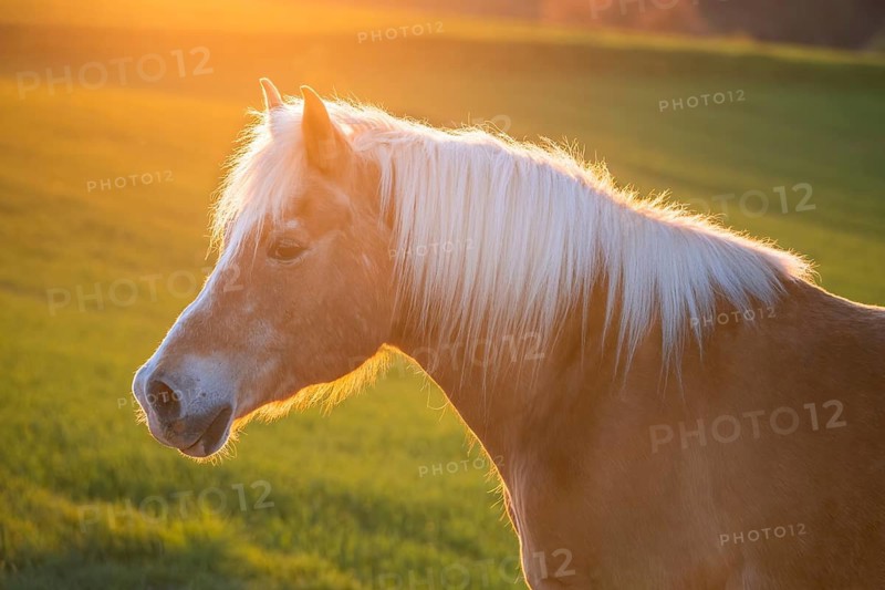 Horse, Haflinger, gelding, portrait, evening sun, back light