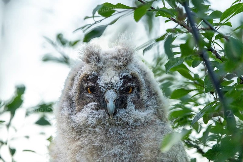 Close-up of an owl chick with large eyes and fluffy plumage, long-eared owl (Asio otus), young bird perched hidden in a tree, Ästlinge, Mecklenburg-Western Pomerania, Rügen, Germany