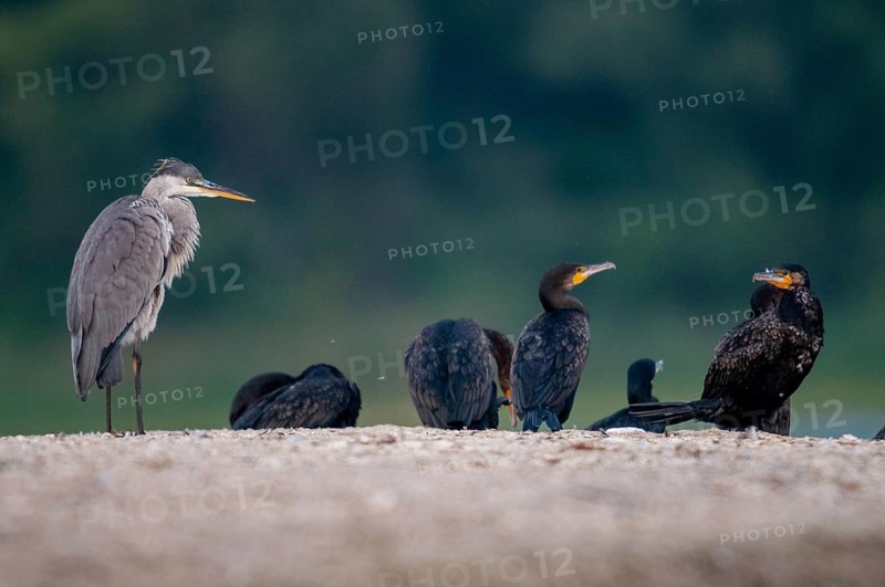 Ardea cinerea, black shag, cormorant, heron, gray heron, cormorant, phalacrocorax carbo, birds, ciconiiformes, pelecaniformes, herons, ropedes, striding birds, waitbirds, birds, waterbirds, waterbirds