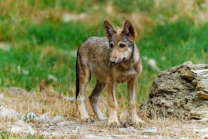 Timberwolf, wolf, American wolf (Canis lupus lycaon), Germany. A young wolf curiously explores its natural surroundings in a meadow