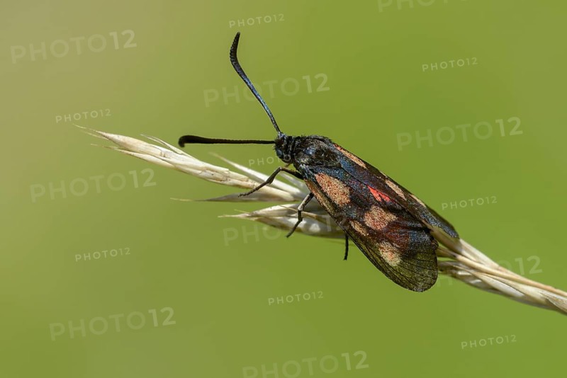 Wetland ram, five-spot burnet, clover ram, marsh horn clover ram, zygaena trifolii, flew off, blood droplets, butterfly, insects, moths, moths, moths, moths, moths, butterfly, ram