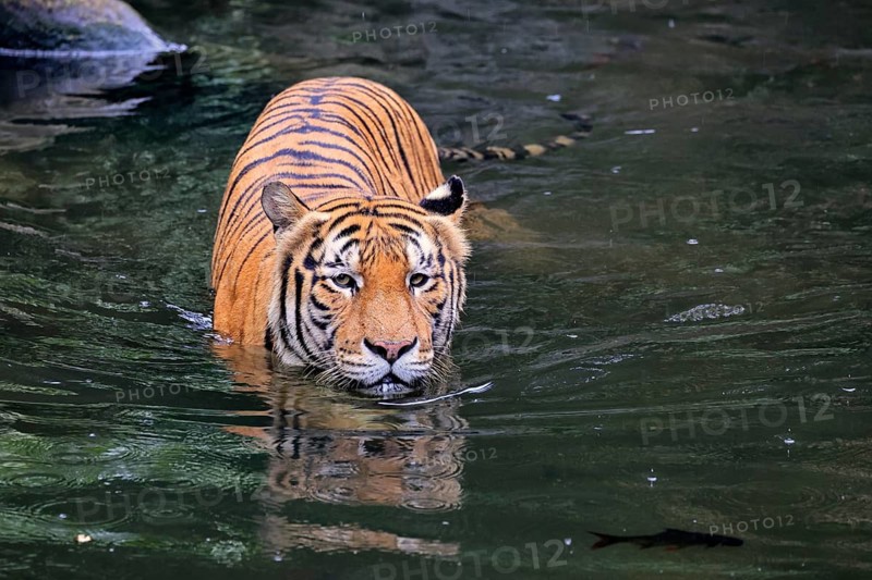 Malaysia tiger (Panthera tigris jacksoni), adult, in water, alert, Malaysia, Southeast Asia