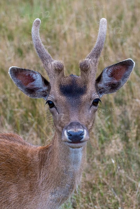 Dama dama, fallow deer, fallow deer, high size, vertical format, mammals, mammals