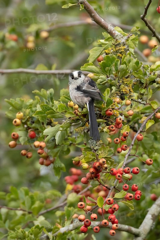 Long tailed tit (Aegithalos caudatus) adult bird in a Hawthorn tree full of red berries in summer, England, United Kingdom