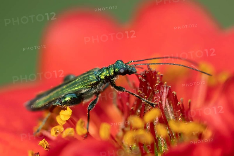 Thick-legged flower beetle (Oedemera nobilis) adult insect feeding on a garden red Geum flower in summer, Suffolk, England, United Kingdom