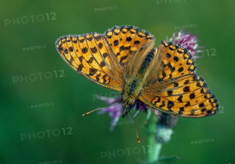 Argynnis aglaja, dark green fritillary, large mother-of-pearl butterfly, Speyeria aglaja, butterfly, insects, leo, butterfly, butterflies