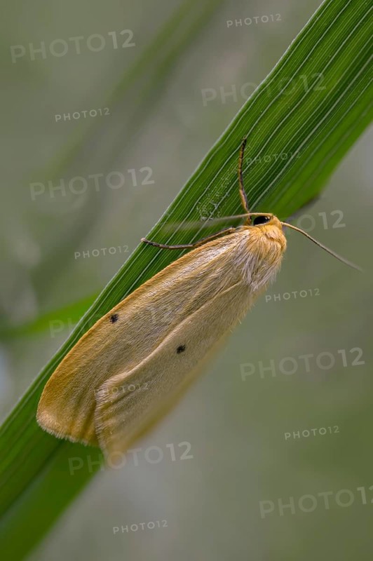 Cybosia mesomella, ivory lichen bear, four-dotted footman, high size, portrait format, insects, moths, moths, butterflies