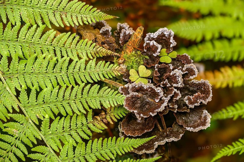 Earthfan fungus, earthwart mushroom, fan-shaped earwart mushroom, common earwart fungus, phylacteria terrestris, smothering fungus, thelephora crustosa, thelephora minor, thelephora rhipidiu, thelephora terrestris, fungi, fungi, fungi, mushrooms