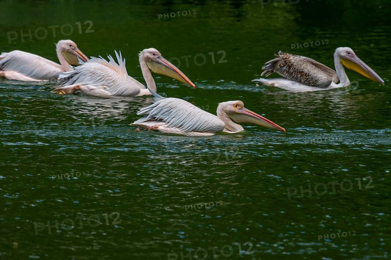 Crested pelicans (Pelecanus crispus) at their nesting site, Nuremberg Zoo, Middle Franconia, Bavaria, Germany