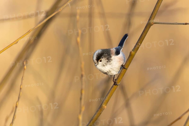 Long tailed tit (Aegithalos caudatus) adult bird on a tree branch, England, United Kingdom