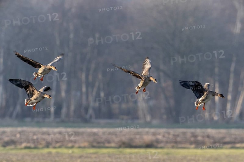 Bean geese (Anser fabalis), Emsland, Lower Saxony, Germany