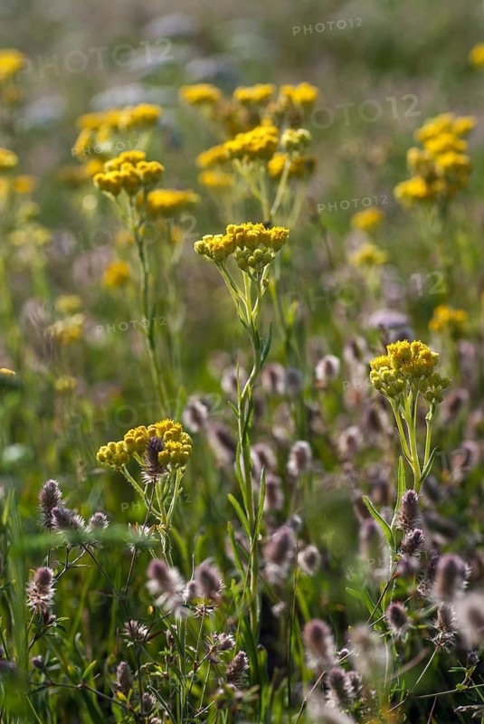 Asteraceae, Brandenburg, Germany, helichrysum arenarium, daisy, nabu, sandstraw flower, post-mining landscape, dwarf everlast, flora, green house, high size, portrait, immortelle, plants, plants