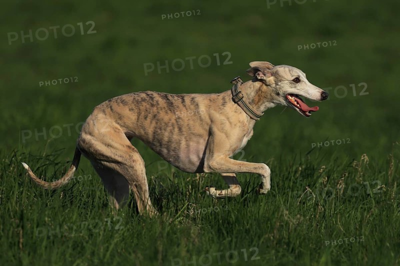 Whippet racing, Whippet running, A whippet running at high speed across a green meadow, Racing whippet, Whippet (Canis lupus familiaris), Baden-Württemberg, Germany