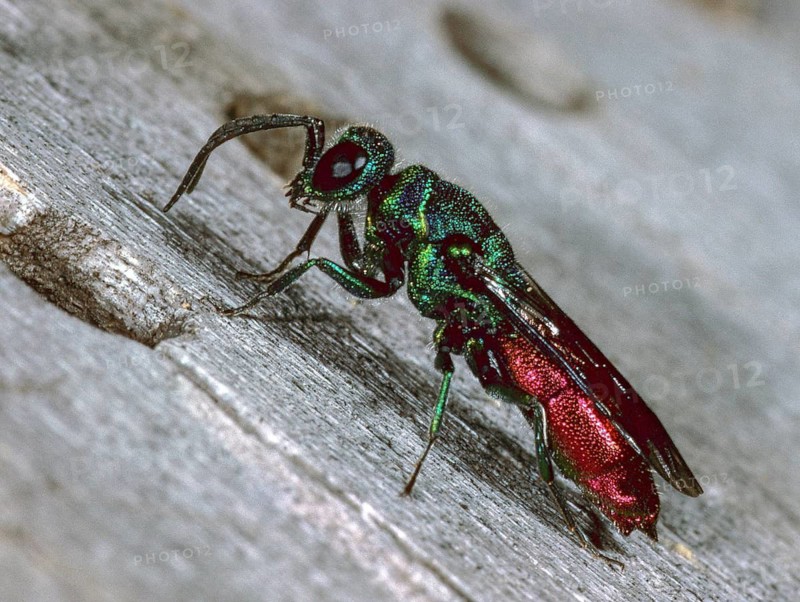 Chrysididae, chrysis ignita, golden wasp, common golden wasp, golden wasp, hymenoptera, ruby-tailed wasp, insects, insect wood, nesting wood, wild bees
