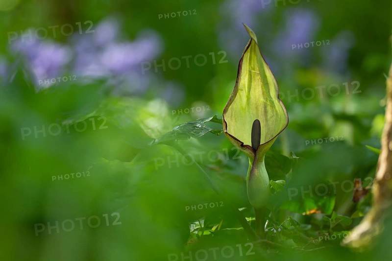 Lords-and-ladies or Arum lily (Arum maculatum) flower head in a woodland in spring, Suffolk, England, United Kingdom