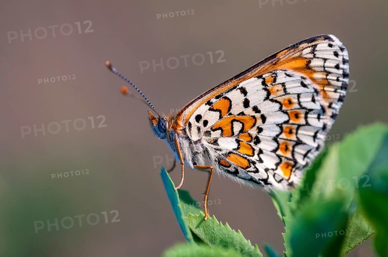Brandenburg, common cheek moth, Germany, Glanville Fritillary, Melitaea Cinxia, Nabu, national natural heritage, natural paradise Grünhaus, plantain cheekmoth, post-mining landscape, butterfly, green house, insects, butterfly, butterflies