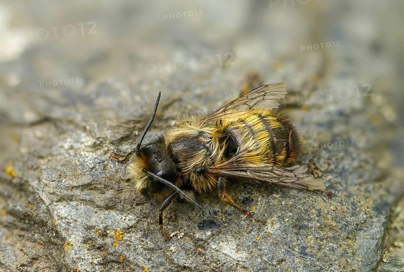 Apidae, bees, horned mason bee, hymenoptera, mason bee, osmia cornuta, insects, male, male