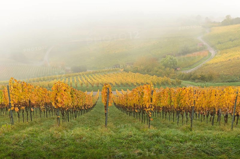 Vineyards with yellow leaves and green fields in a foggy autumn atmosphere, Korb im Rems Valley, Baden-Württemberg, Germany