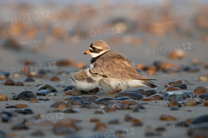 Ringed plover (Charadrius hiaticula) adult parent and juvenile baby wading birds on a shingle beach in summer, England, United Kingdom