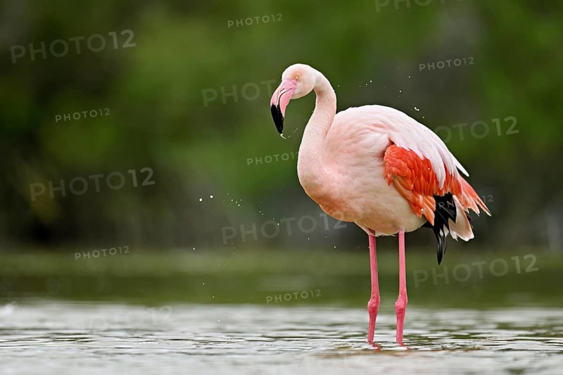 A greater flamingo (Phoenicopterus roseus), standing in the water, Camargue Regional Nature Park, southern France